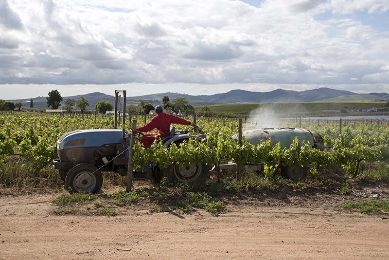 A worker on a tractor sprays vines on a farm