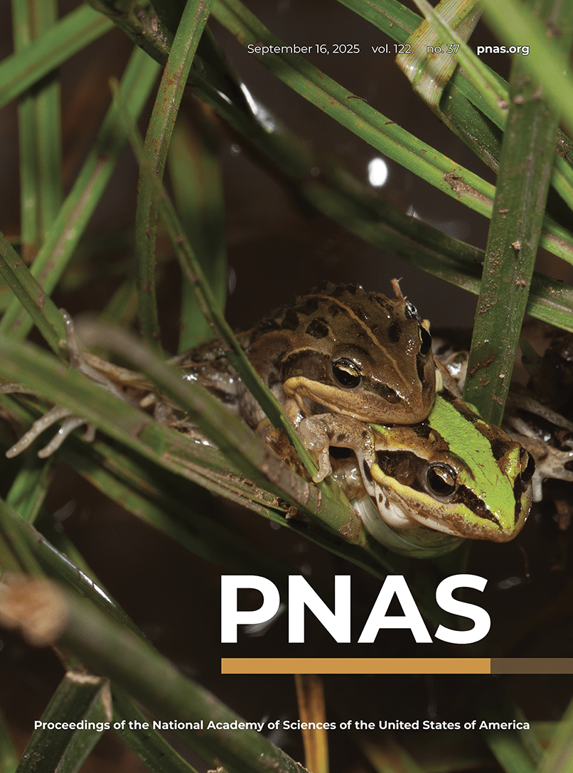 Pictured are a brown and a green African grass frog (Ptychadena nana) in the Southeastern Ethiopian Highlands.