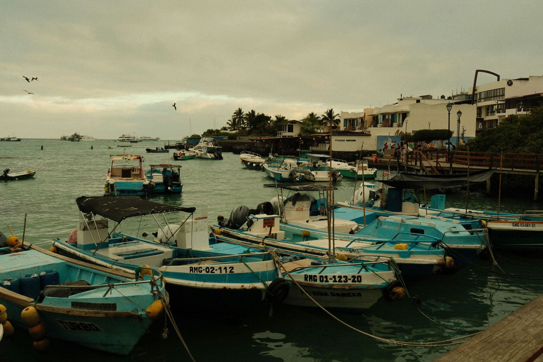 Fishing boats in the harbor in Puerto Ayora, the largest town in the Galápagos Islands, located on Santa Cruz Island, Ecuador.